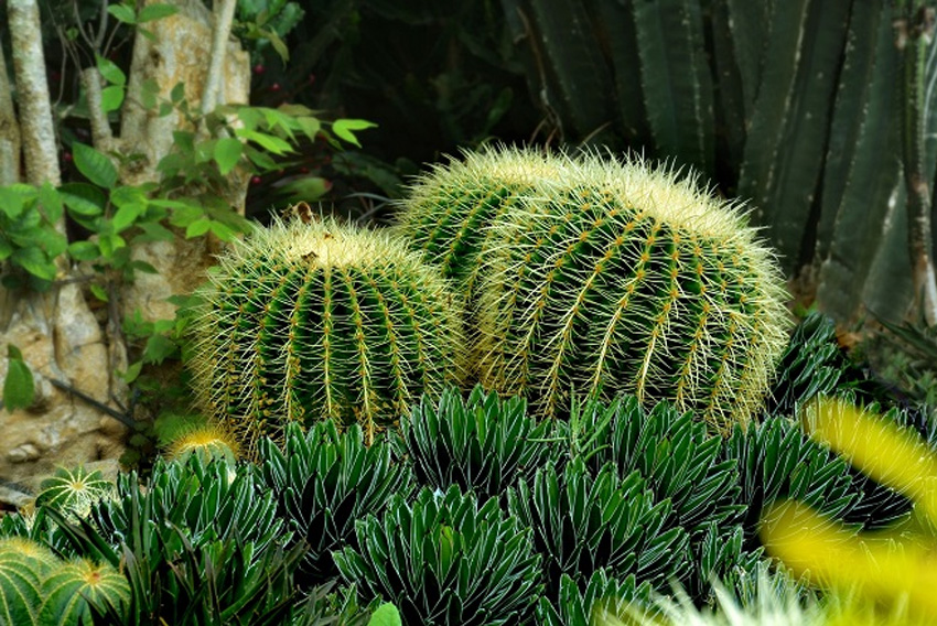 cactus hautes températures jardin
