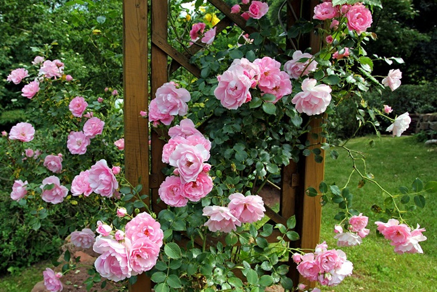 rose des jardins températures élevées